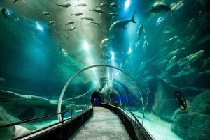 Rio: Olympic Boulevard, AquaRio and Museum of Tomorrow Tour
