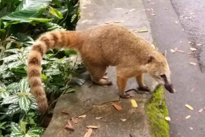 Santa Teresa & Tijuca Forest Private Tour - by Alan Denis