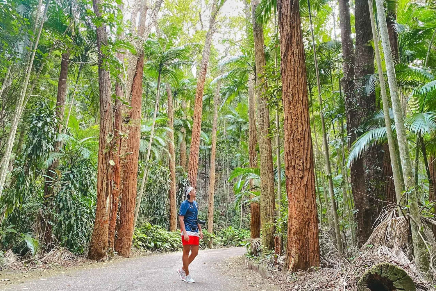 Rio’s Green Treasures: Tijuca Forest & Jardim Botânico Tour