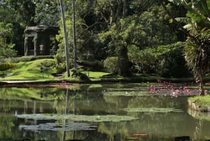 Rio’s Green Treasures: Tijuca Forest & Jardim Botânico Tour