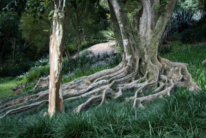 Rio: Sitio Burle Marx and Cachaça Distillery Private Tour