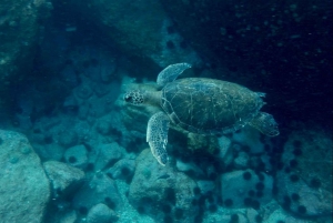 Rio: Snorkel & Swim with Turtles Tour at Tijuca Islands