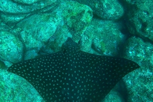 Rio: Snorkel & Swim with Turtles Tour at Tijuca Islands