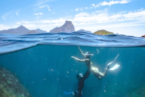 Rio: Snorkel & Swim with Turtles Tour at Tijuca Islands