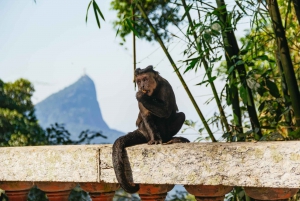 Rio: Discover Tijuca Forest - Hike to Peaks, Caves & Falls