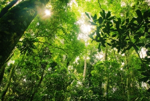 Hiking Tour in Tijuca Forest: Waterfalls, Views & Picnic