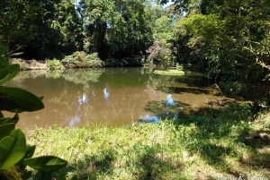 Hiking Tour in Tijuca Forest: Waterfalls, Views & Picnic