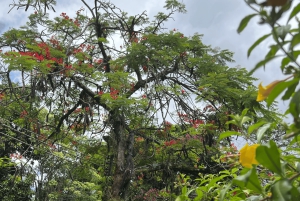 Santa Teresa & Historic Center : dive into the heart of Rio