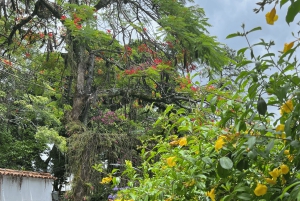 Santa Teresa & Historic Center : dive into the heart of Rio