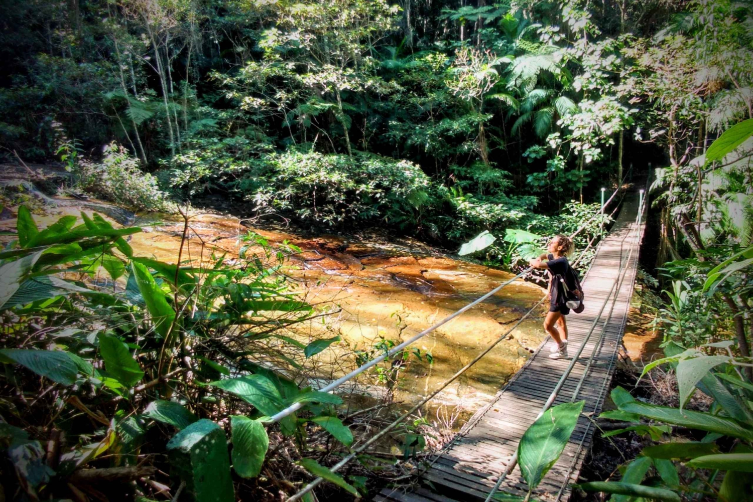 Tijuca Forest: Adventure & History Half-Day Hike