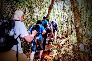Tijuca Forest: Adventure & History Half-Day Hike