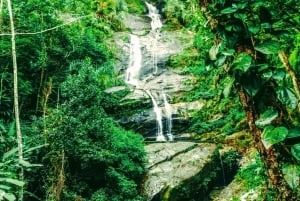 Tijuca Forest: Adventure & History Half-Day Hike