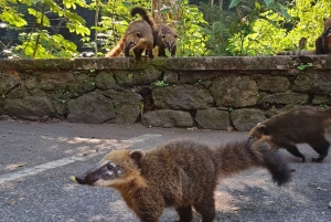Tijuca Rain Forest - Adventure through Waterfalls & Caves