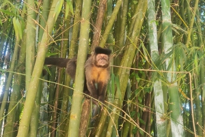 Tijuca Rain Forest - Adventure through Waterfalls & Caves
