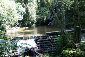 Rio de Janeiro: Guided Jeep Tour through Tijuca Rainforest