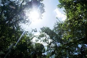 Rio de Janeiro: Guided Jeep Tour through Tijuca Rainforest