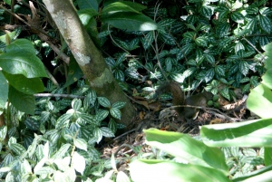 Rio de Janeiro: Guided Jeep Tour through Tijuca Rainforest