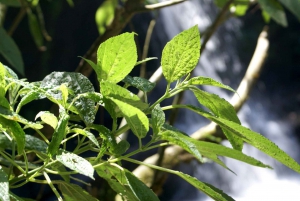 Rio de Janeiro: Guided Jeep Tour through Tijuca Rainforest