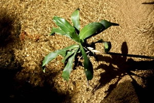 Rio de Janeiro: Guided Jeep Tour through Tijuca Rainforest