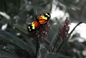 Rio de Janeiro: Guided Jeep Tour through Tijuca Rainforest