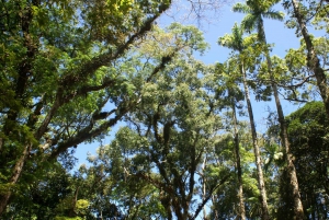 Rio de Janeiro: Guided Jeep Tour through Tijuca Rainforest