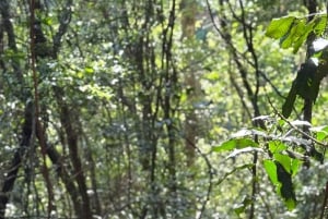 Rio de Janeiro: Hike to Garganta do Céu
