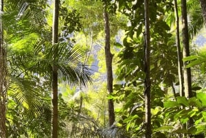 Tropical escape: Ilha Gigoia and Tijuca Forest in one day!