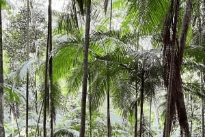 Tropical escape: Ilha Gigoia and Tijuca Forest in one day!