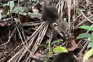 Tropical escape: Ilha Gigoia and Tijuca Forest in one day!