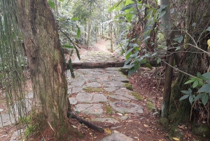 Unforgettable Nature: Tijuca Forest & Jardim Botânico Tour