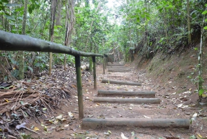 Unforgettable Nature: Tijuca Forest & Jardim Botânico Tour