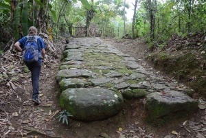 Unforgettable Nature: Tijuca Forest & Jardim Botânico Tour