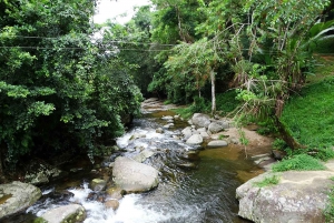 Unforgettable Nature: Tijuca Forest & Jardim Botânico Tour