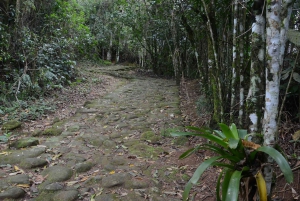 Unforgettable Nature: Tijuca Forest & Jardim Botânico Tour