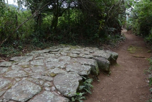 Unforgettable Nature: Tijuca Forest & Jardim Botânico Tour