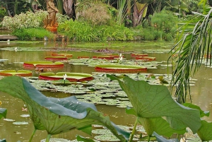Visit Rio’s Botanical Garden: Nature, History, and Wildlife