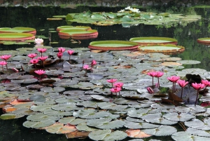 Visit Rio’s Botanical Garden: Nature, History, and Wildlife