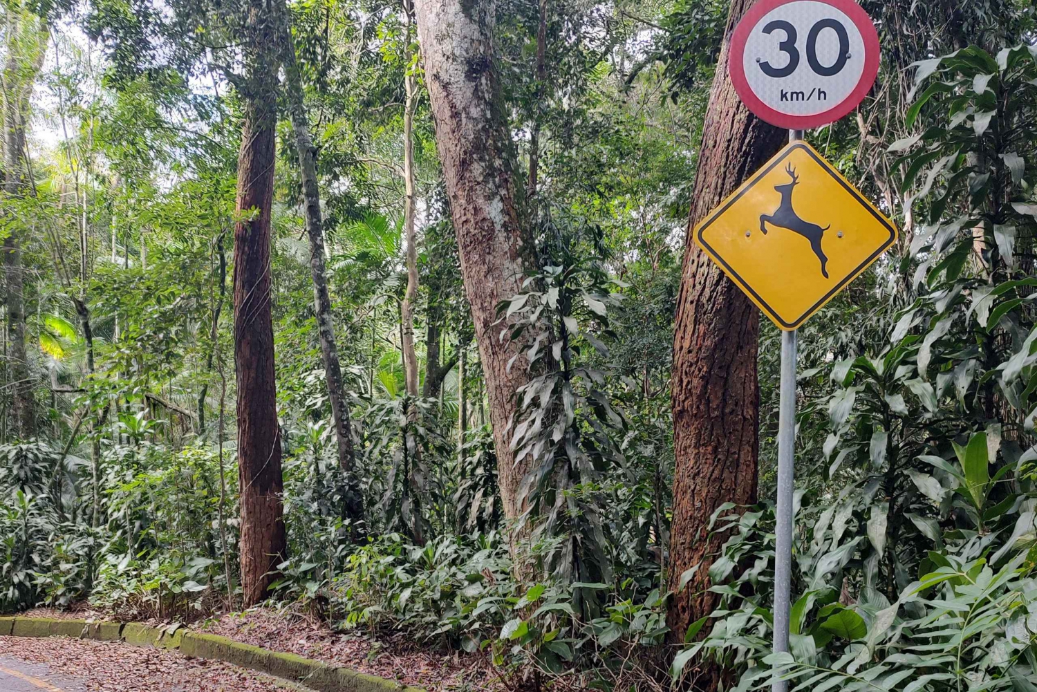 Waterfalls and Caves Trail in the Tijuca Forest