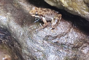 Waterfalls and Caves Trail in the Tijuca Forest