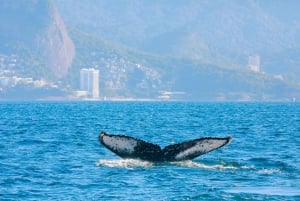 Whale Watching: Boat Adventure