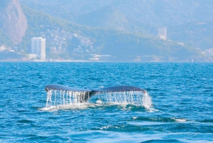 Whale Watching: Boat Adventure