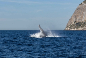 Whale Watching: Boat Adventure