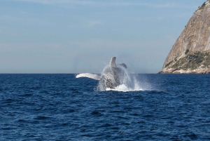 Whale Watching: Boat Adventure