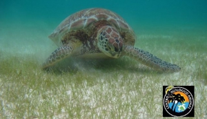 Centro Ecologico Akumal