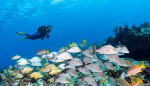 Dive Aventuras