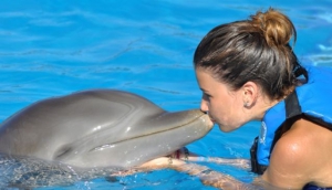 Dolphin Discovery