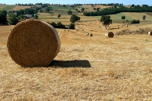 Excursión de un día a Asís y Orvieto desde Roma