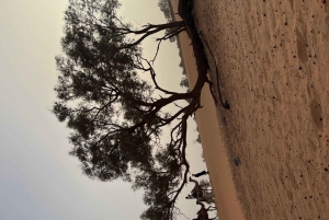 Constantine: 4 days dream tour to el borma desert