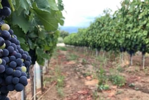 Frascati Wine Road from Rome: Tasting & Lunch