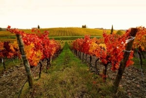 From Civitavecchia: Tuscany-Latium Wine Tour with Tastings